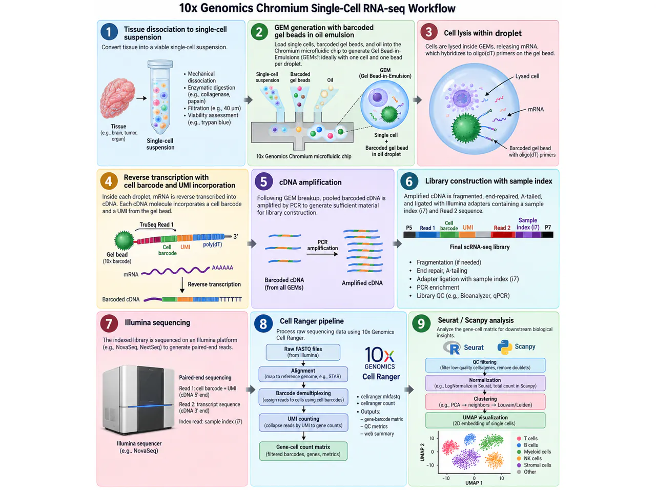 Chromium single-cell workflow: capture to matrix