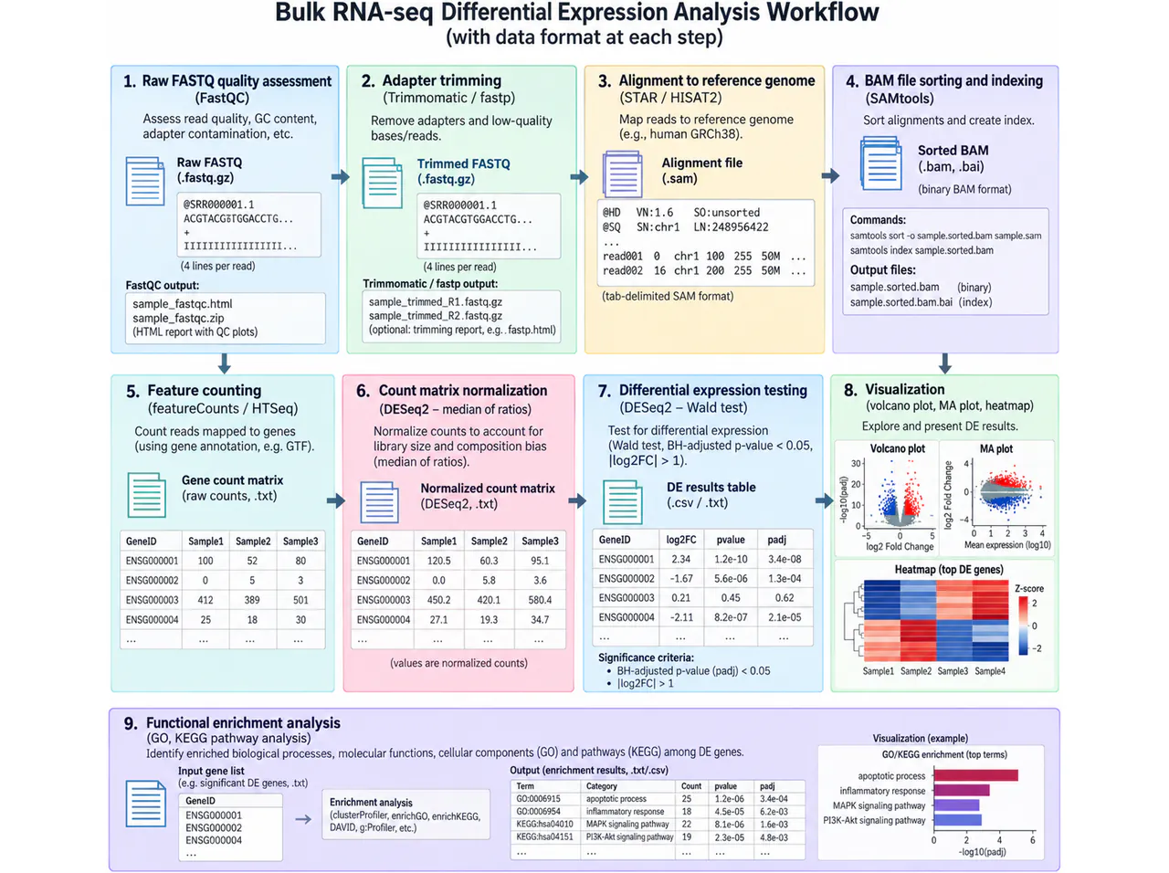 Bulk RNA-seq: data processing and comparisons