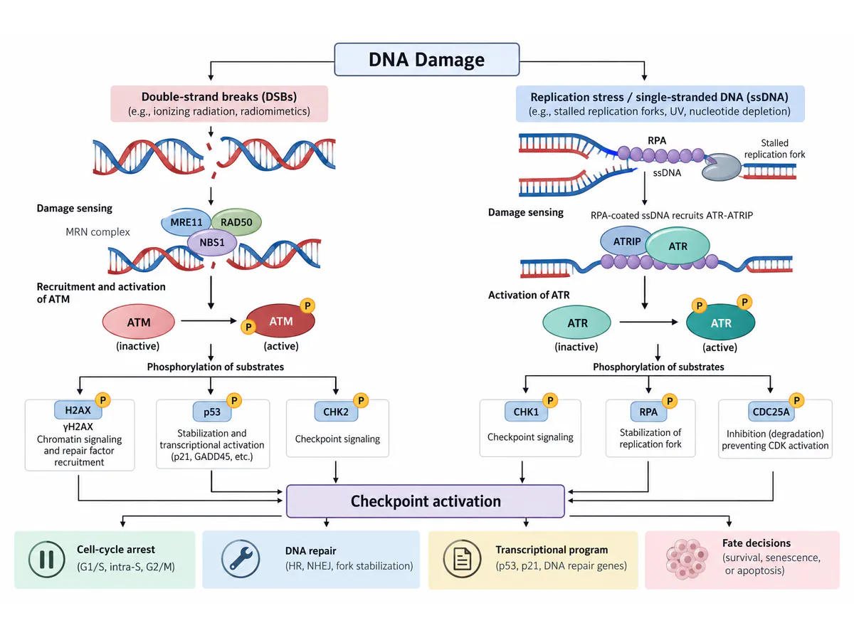 DNA damage checkpoints: vector layout
