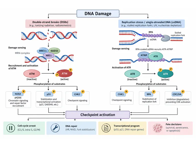 DNA damage checkpoints: vector layout