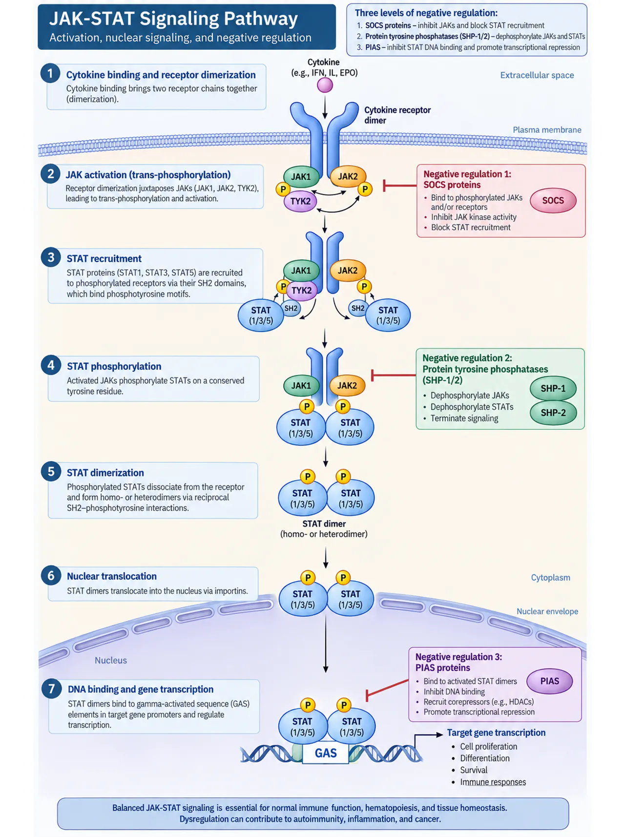 JAK-STAT: receptor to nucleus