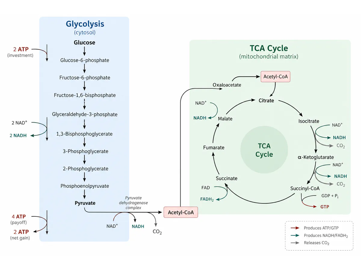 Metabolic pathways: a focused junction view