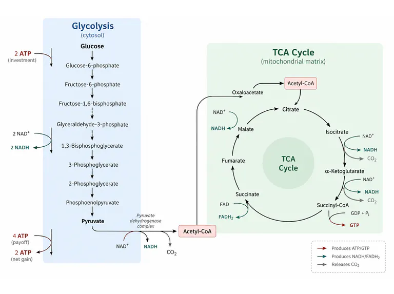 Metabolic pathways: a focused junction view