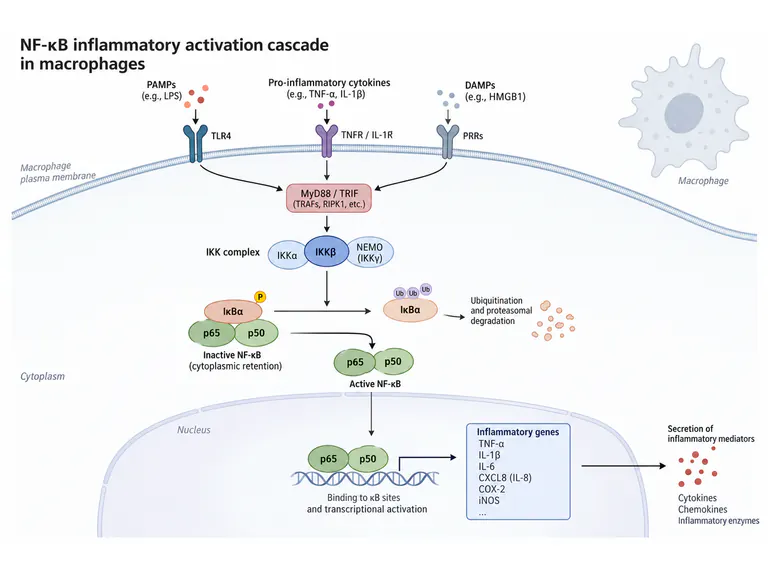 NF-κB: minimal signaling schematic