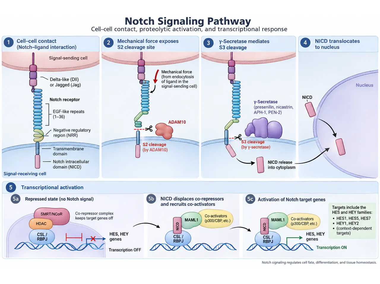 Notch: contact and intracellular signaling