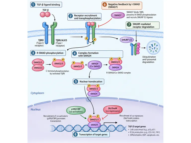 TGF-β and SMAD signal organization